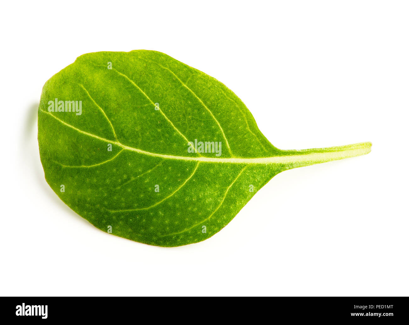 Fresche foglie di basilico su sfondo bianco con percorso di clipping. Vista dall'alto. Foto Stock