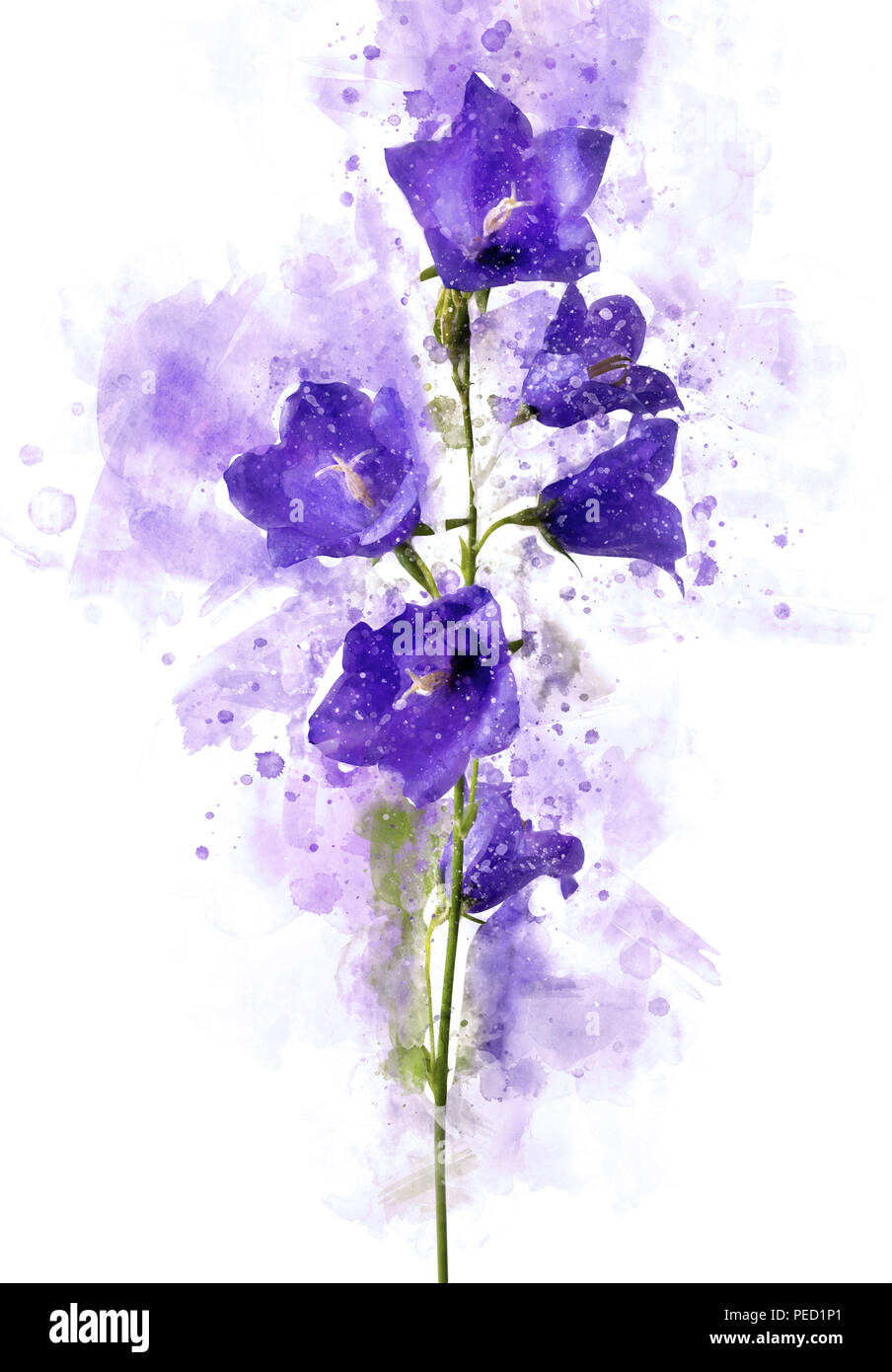 La pittura digitale di blu o porpora fiori a campana Foto Stock