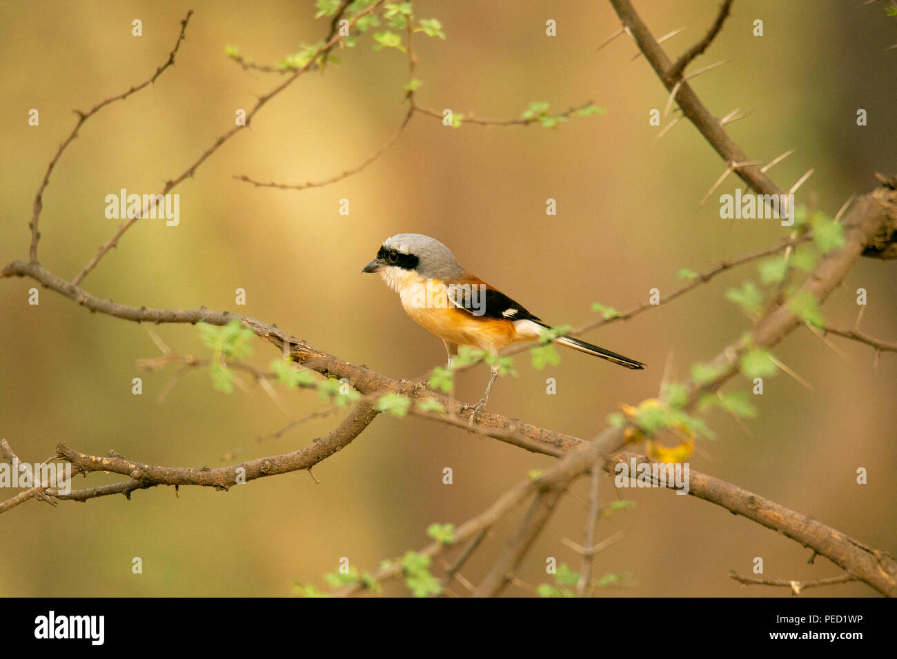 Bay-backed Shrike , Lanius vittatus, Jhalana, Rajasthan, India Foto Stock