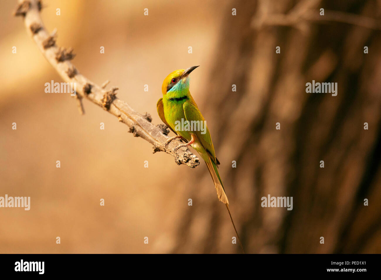 Green gruccione, Merops orientalis, Jhalana, Rajasthan, India Foto Stock