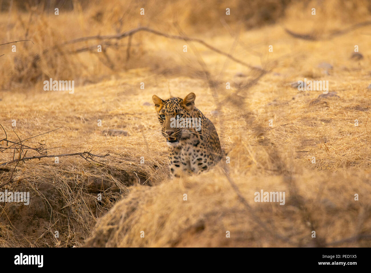 Indian leopard, Panthera pardus fusca, Jhalana, Rajasthan, India Foto Stock