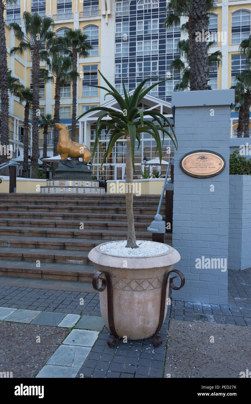 Yucca pianta in piedi alla base di passaggi per l'hotel in un grande designer stile africano pot a Table Bay Hotel, Città del Capo Foto Stock