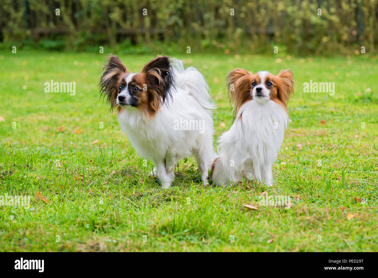 Ritratto di un papillon purebreed cani Foto Stock