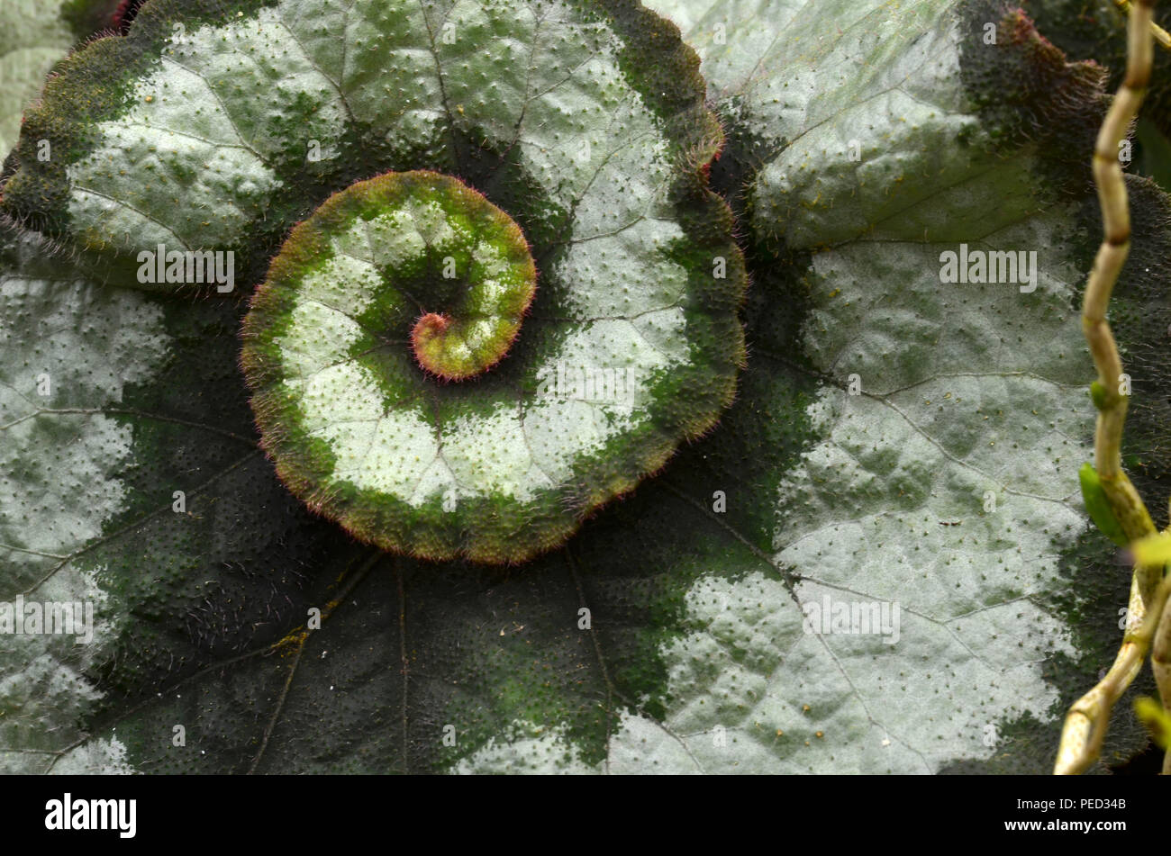 Rex begonie incredibile foglie colorate pattern (Begonia Rex) Foto Stock