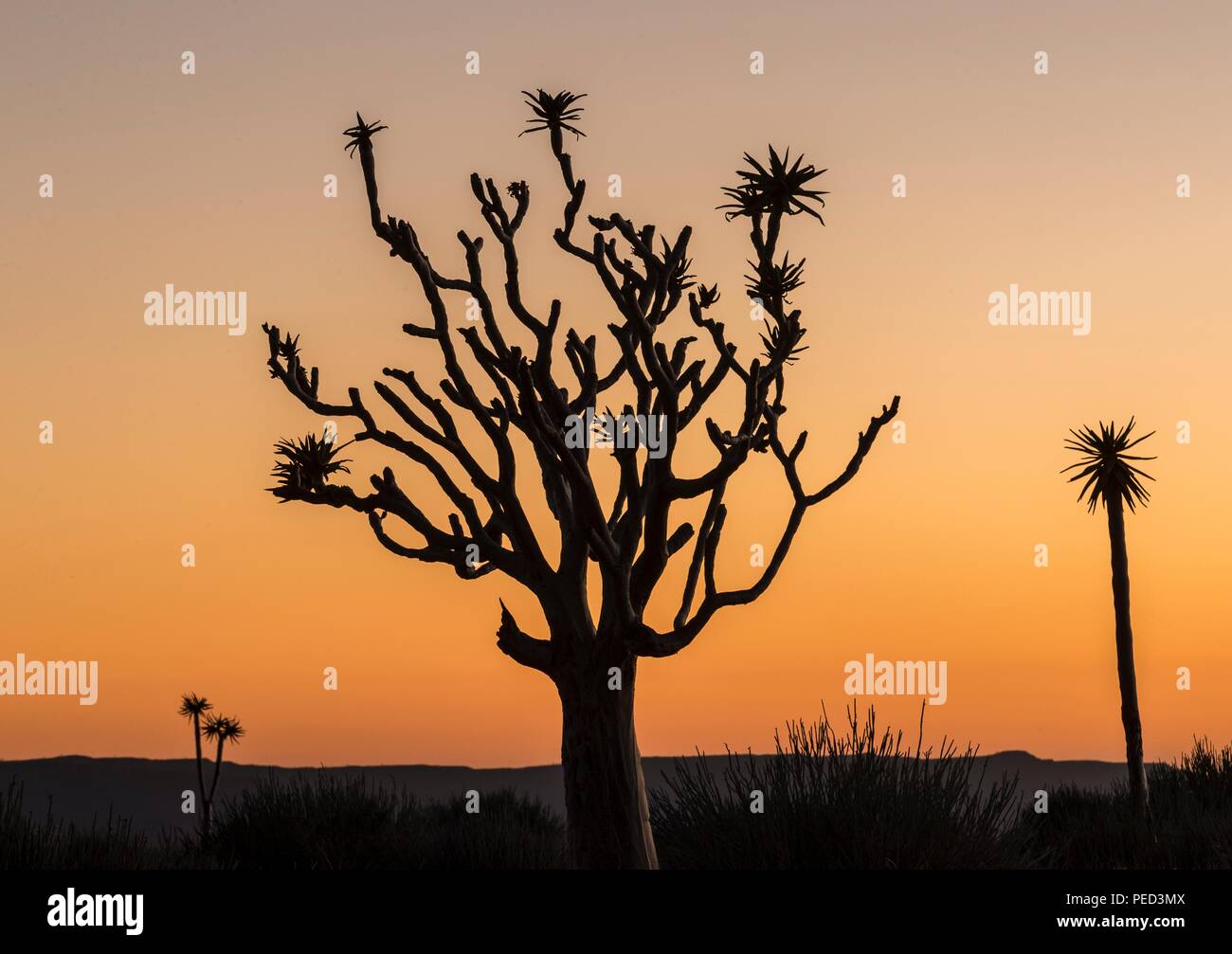 Aloidendron dichotomum, precedentemente noto come aloe dichotoma, faretra albero o kocurboom, è un alto, specie di ramificazione delle piante succulente, indigeni al sud Foto Stock