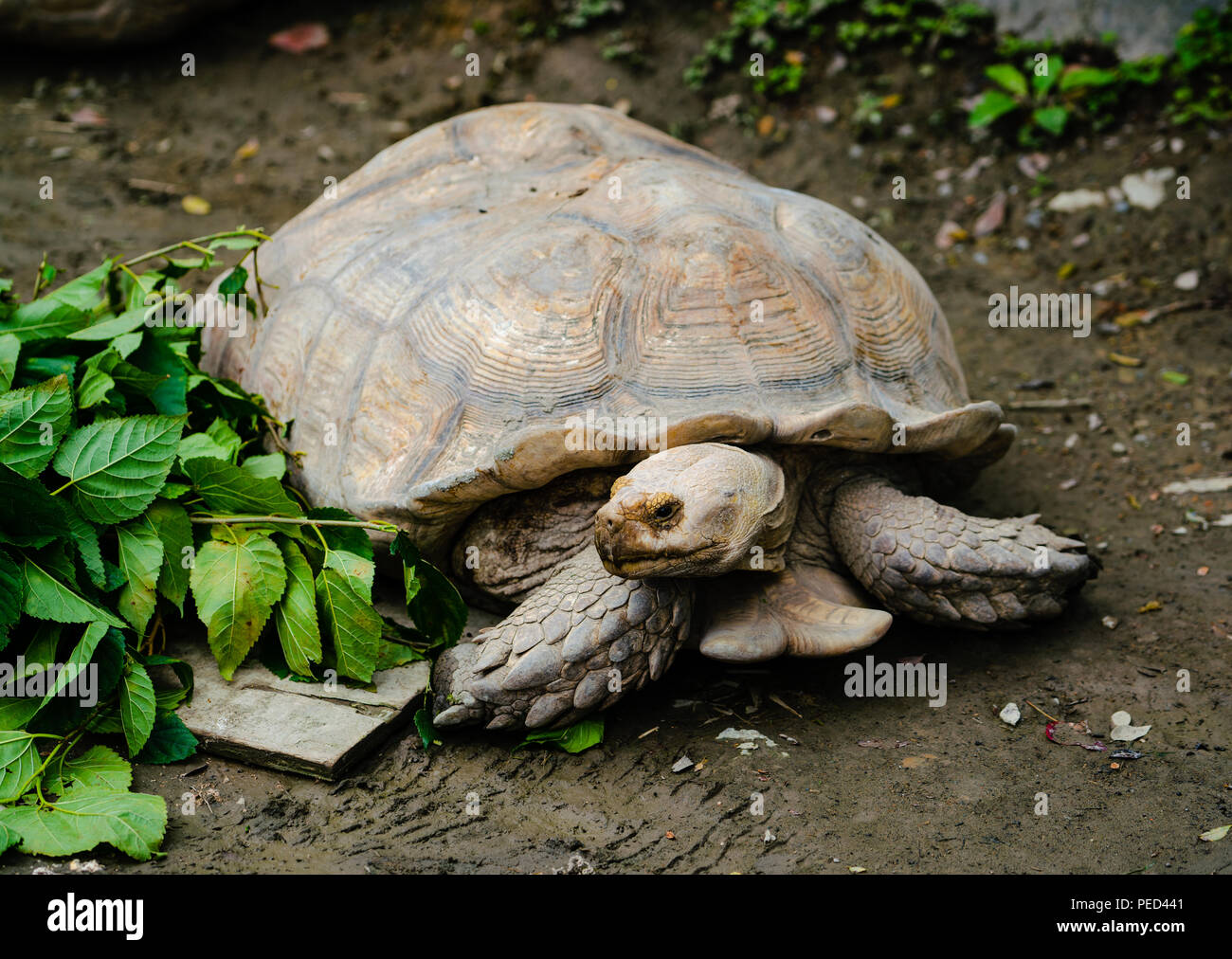 Tartaruga Sulcata o Geochelone sulcata guardando il cibo Foto Stock