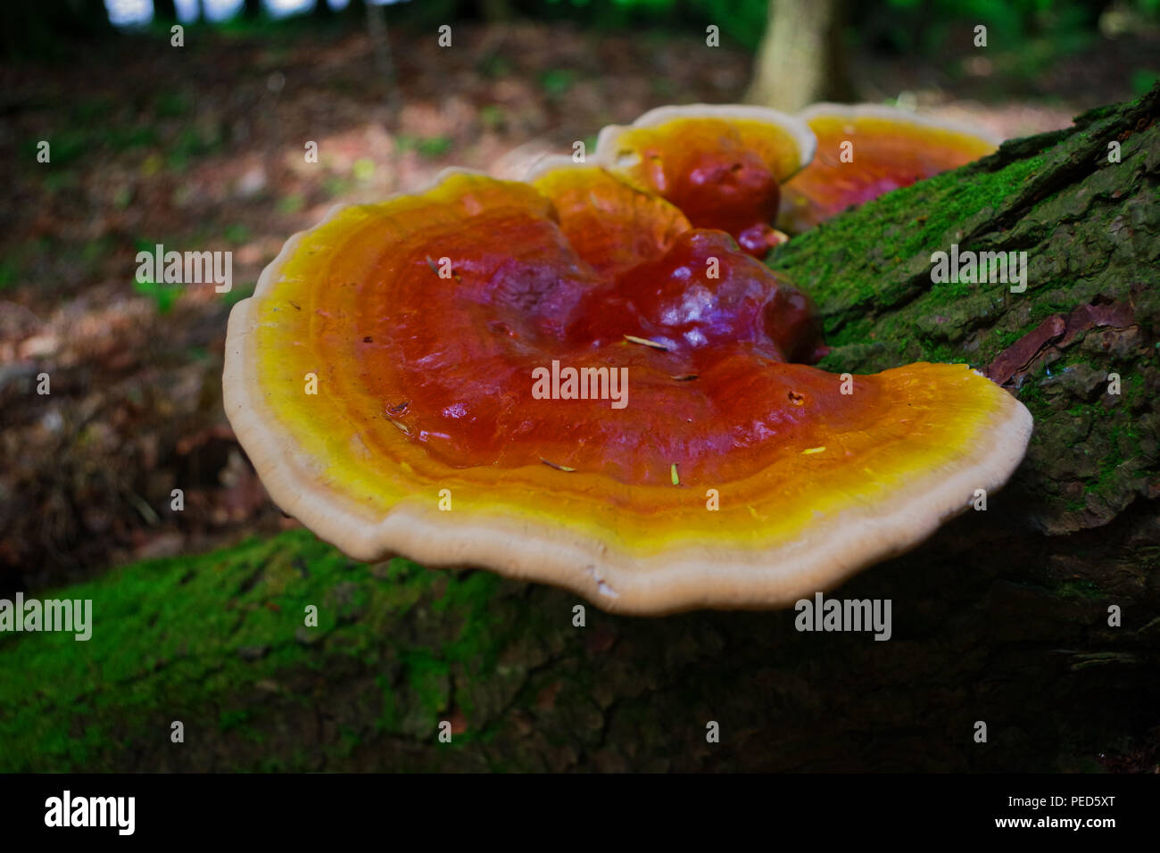 Wild Reishi ( a fungo Ganoderma Tsugae) che cresce su un albero di Hemlock Foto Stock