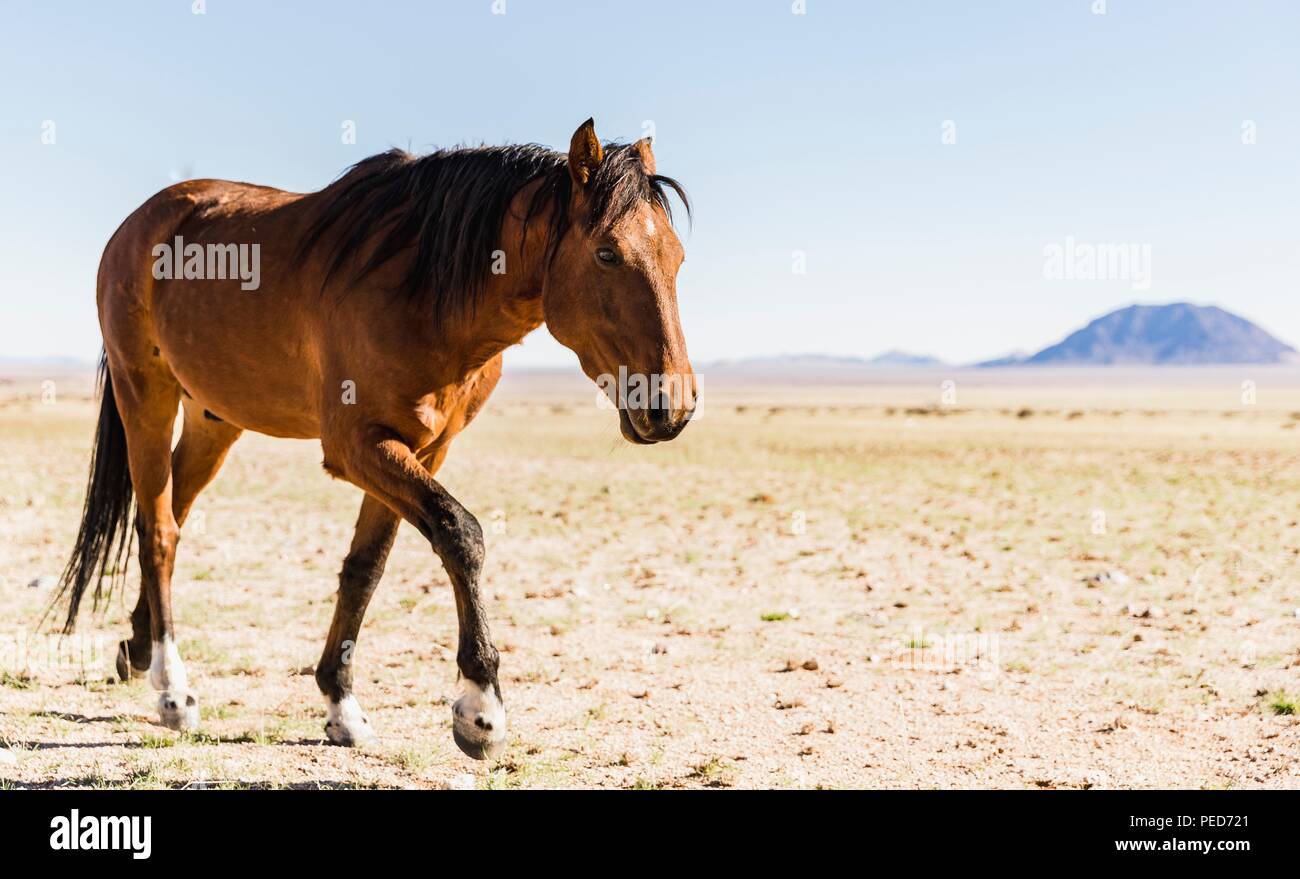 Il deserto del Namib Cavallo (Equus caballus ferus) è una rara cavalli selvatici trovati nel deserto del Namib di Namibia, Africa. È probabilmente il solo selvatici o di allevamento Foto Stock