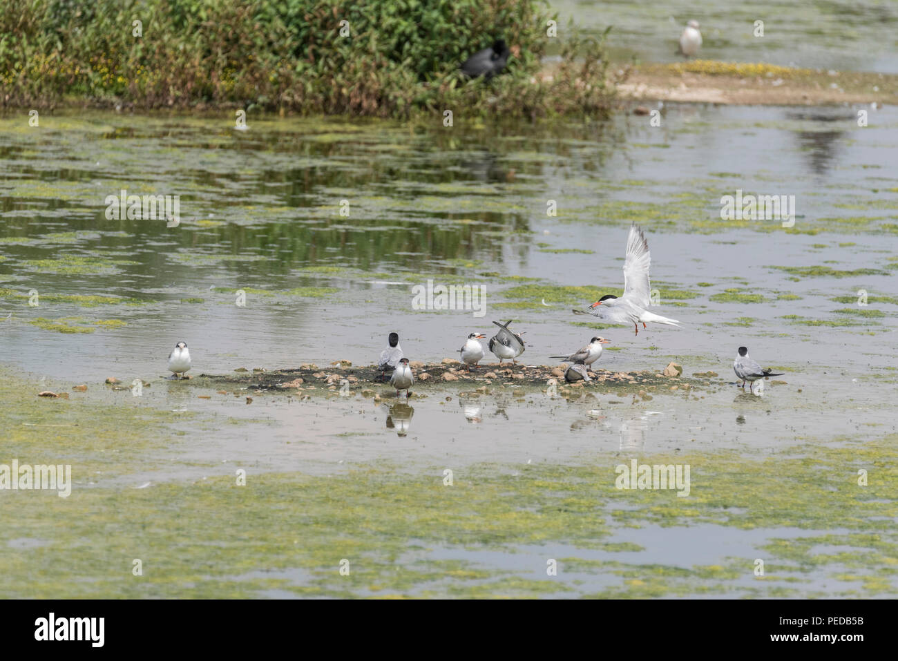 Sterne comuni (Sterna hirundo). I pulcini e adulti con un pesce Foto Stock