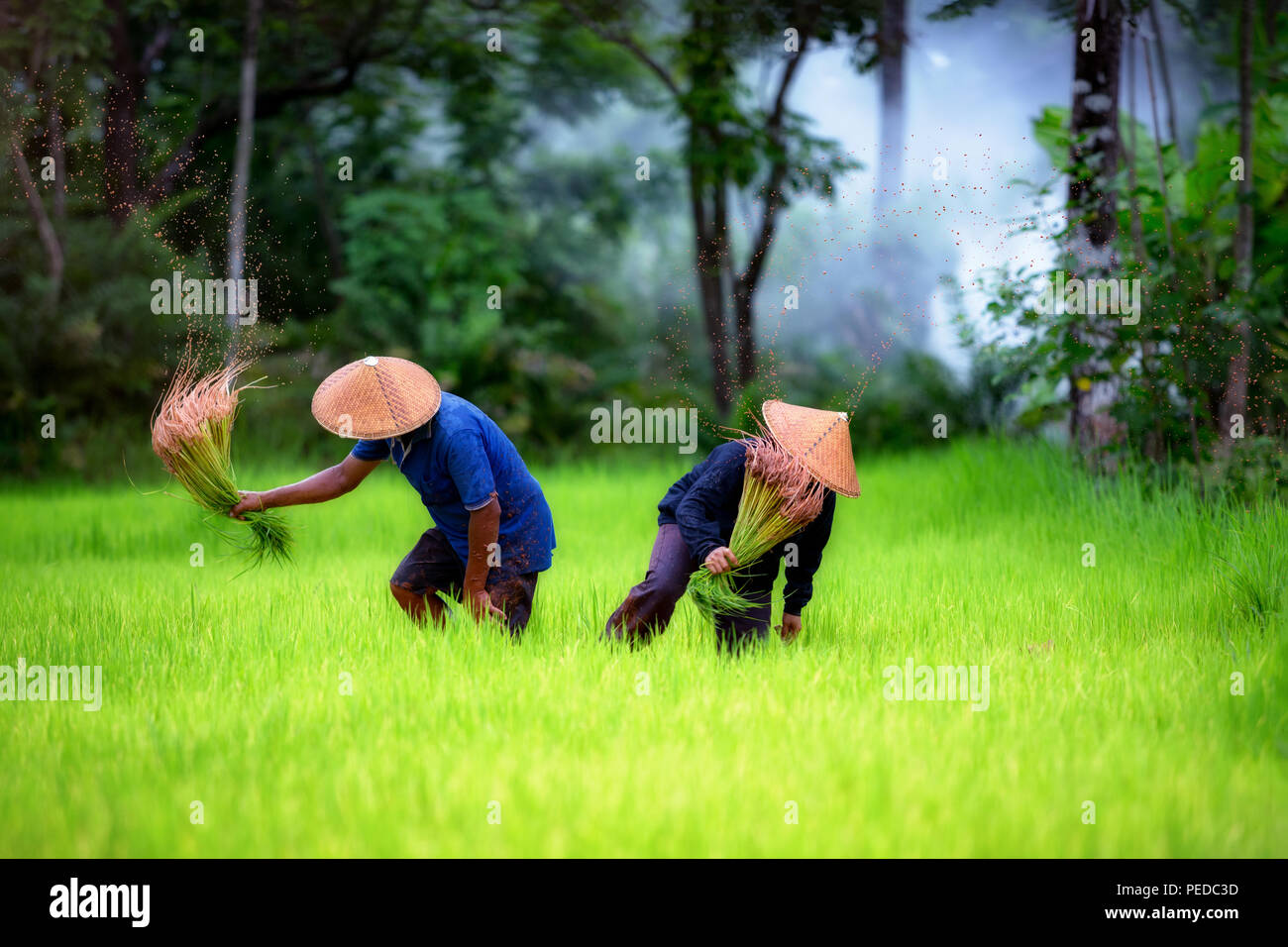 Giovane gli agricoltori che lavorano sui verdi campi di riso insieme in Thailandia. Foto Stock