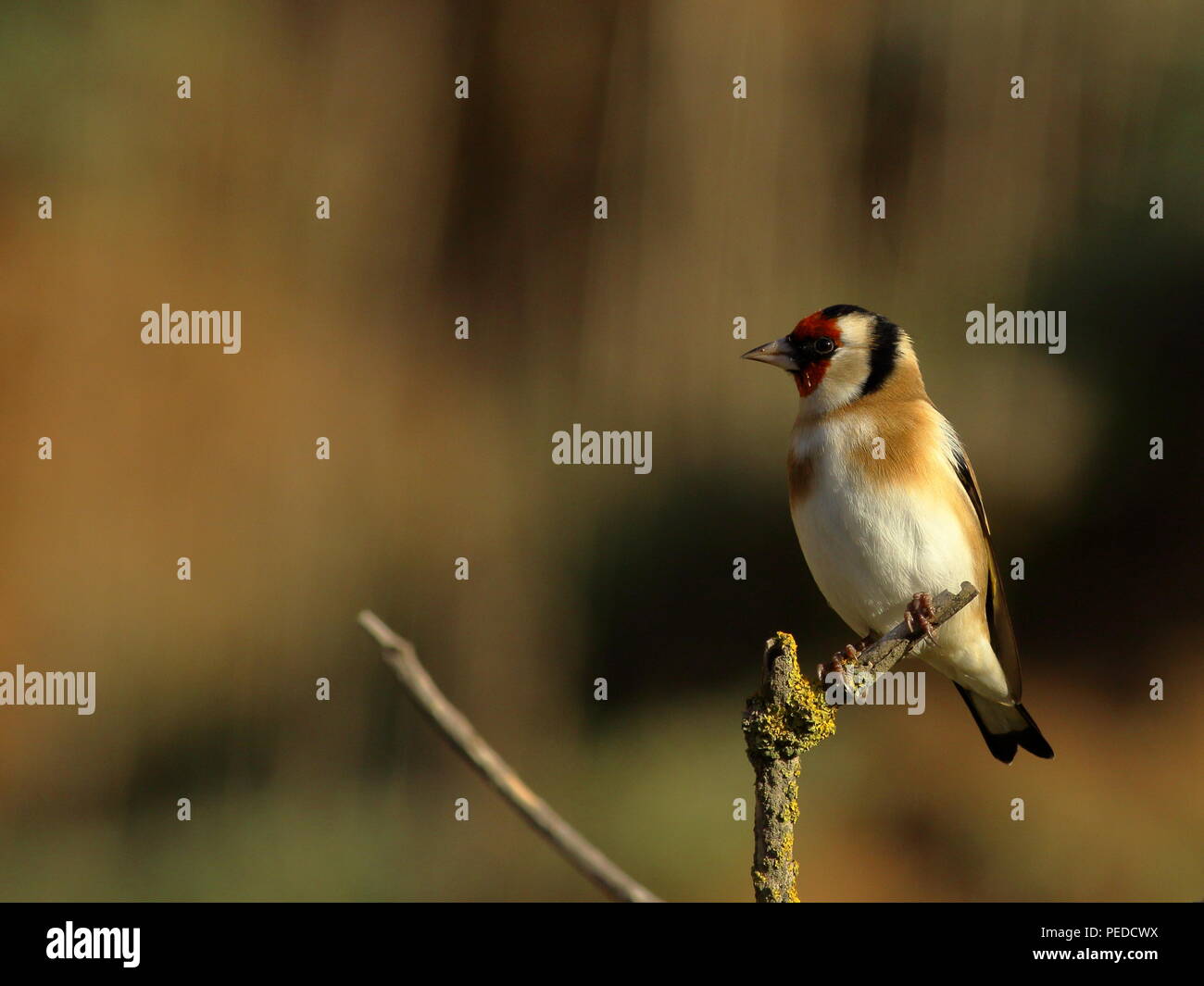 Cardellino appollaiate sul ramo guardando a sinistra in inverno il sole Foto Stock
