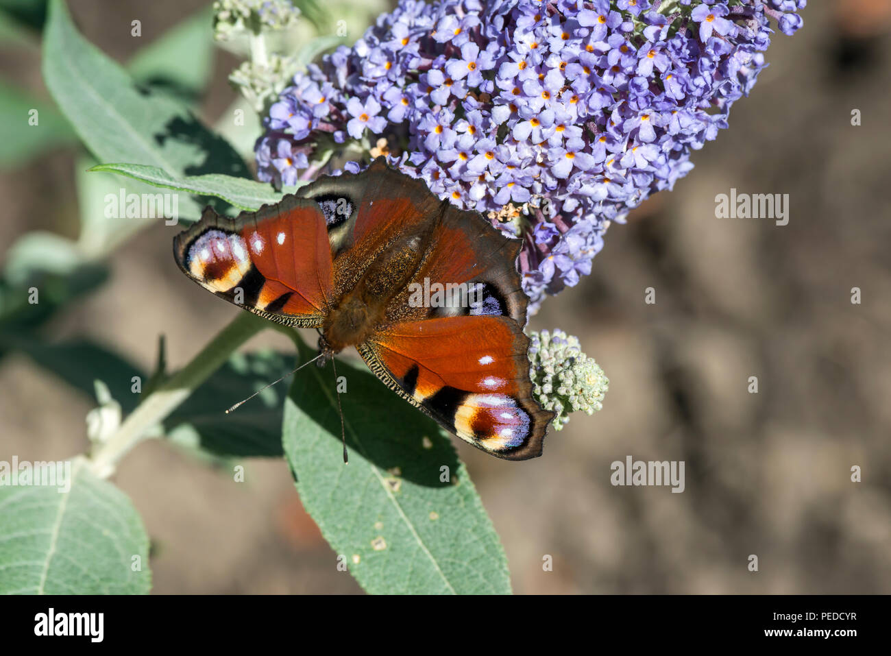 Farfalla pavone.UK Foto Stock