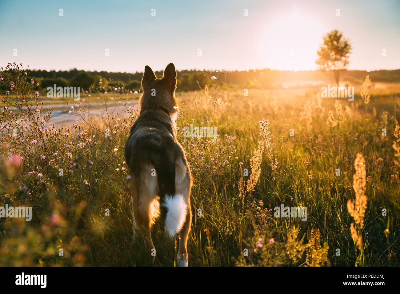 Divertente di razza cane a camminare in estate erba di prato al tramonto del tempo. Di sera la luce del sole estivo. Foto Stock