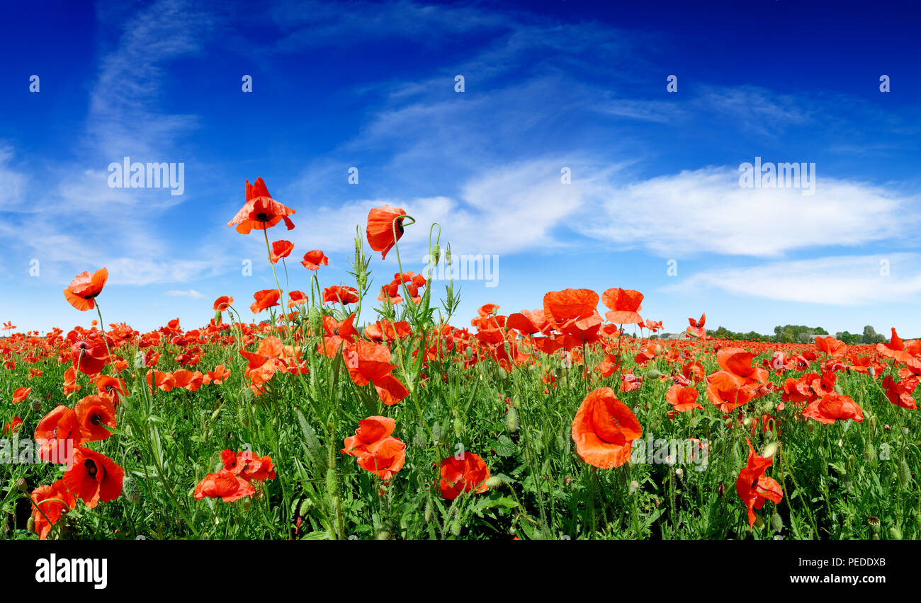 Paesaggio idilliaco, campo pieno di bellissimi papaveri rossi, cielo blu e nuvole bianche in background Foto Stock