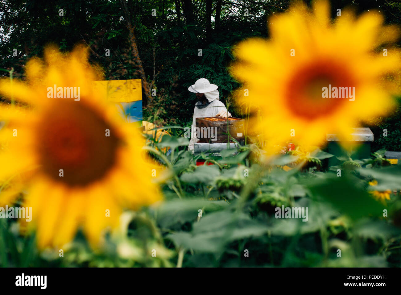 Apicoltore raccogliendo miele nel campo di girasoli Foto Stock