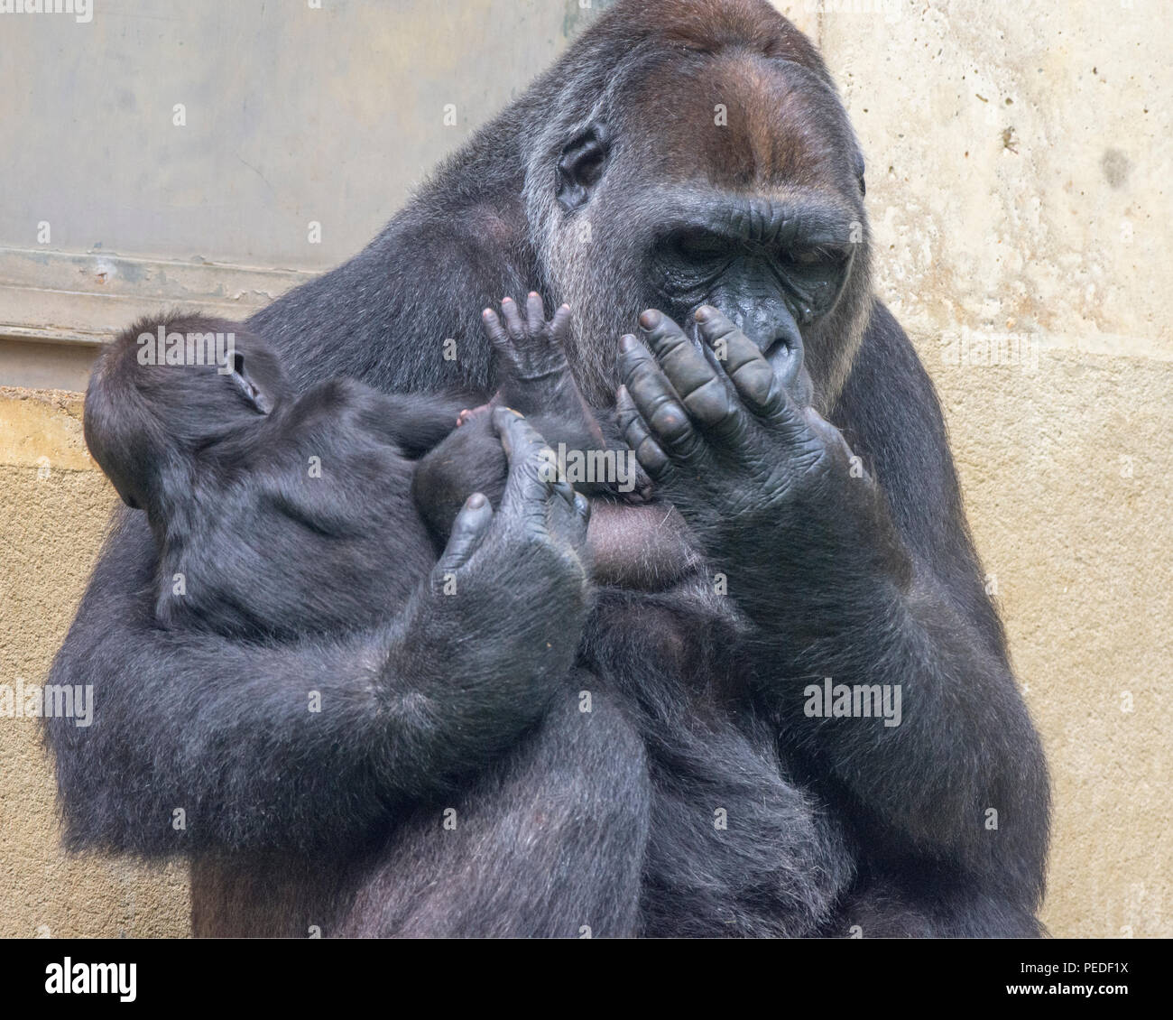 Western pianura gorilla Calaya fornisce un controllo di igiene al figlio fuma, nato presso lo Zoo Nazionale Il 15 aprile 2018. Foto Stock