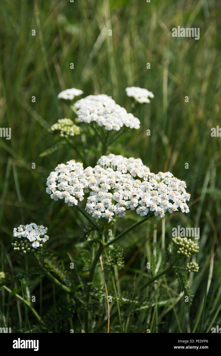 Primo piano della yarrow con fiori di colore bianco e gemme - su un prato Foto Stock