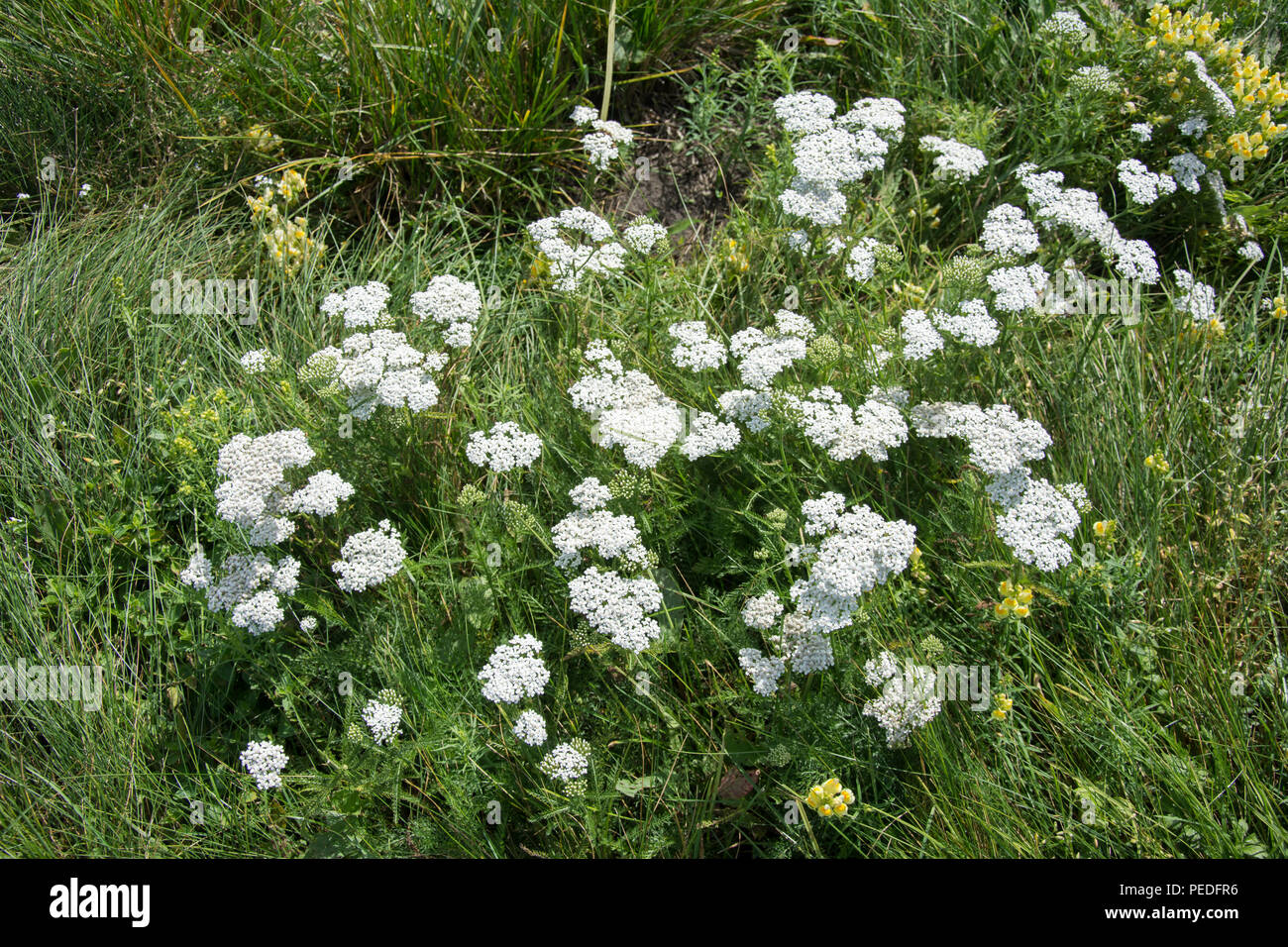 Grandi cluster di achillea piante in fiore su un prato verde - vista dal di sopra Foto Stock