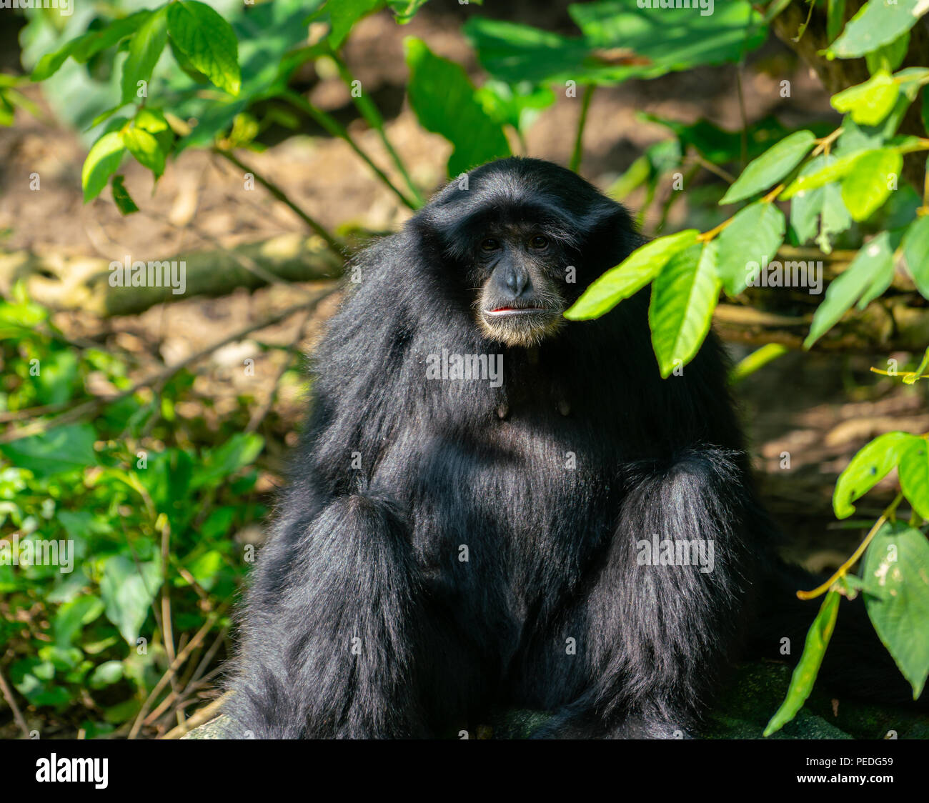 Siamang gibbone scimmia o Symphalangus syndactylus : guardando la lente di close-up view seating Foto Stock