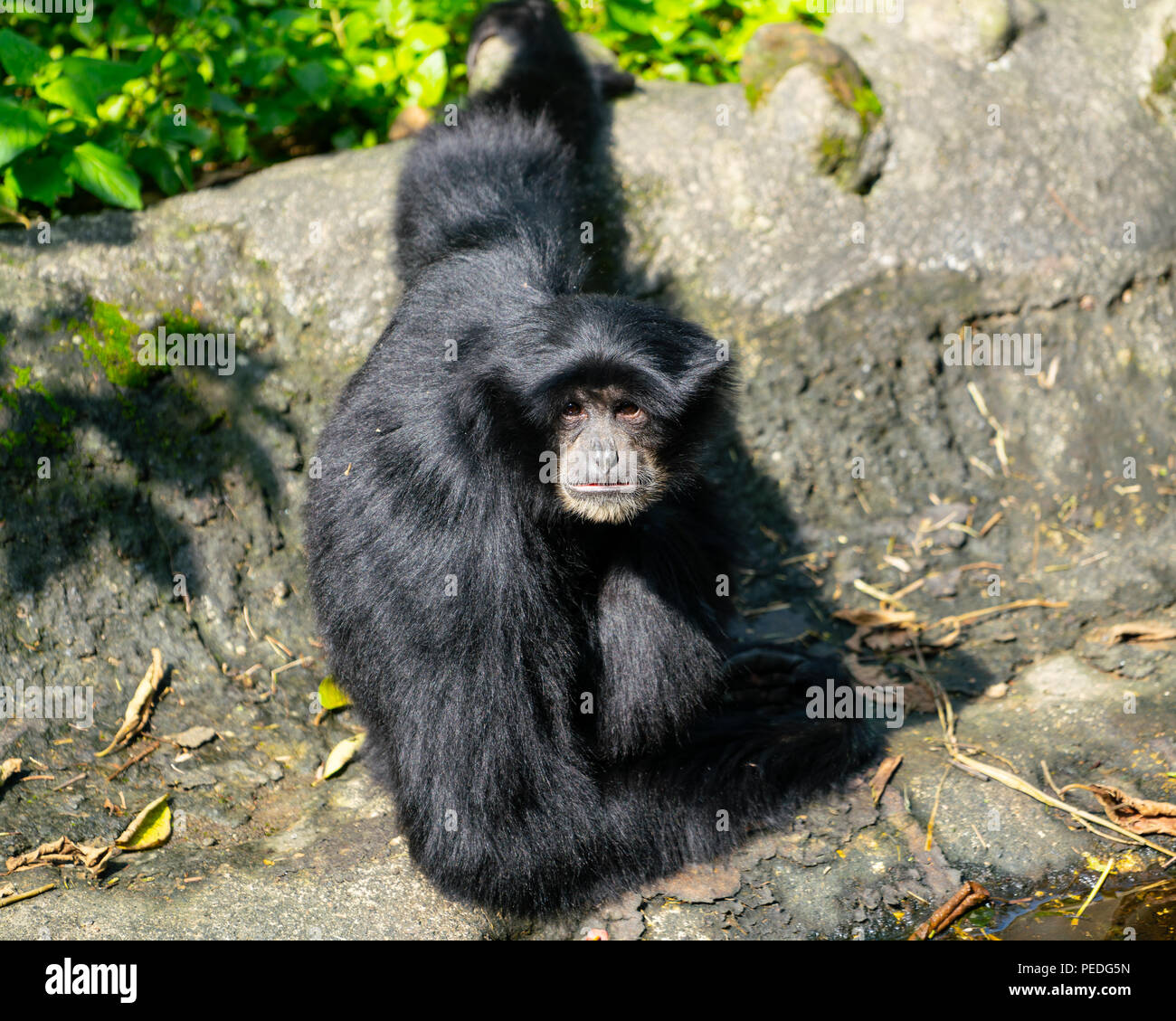 Siamang gibbone scimmia o Symphalangus syndactylus : guardando la lente vista ravvicinata appeso Foto Stock