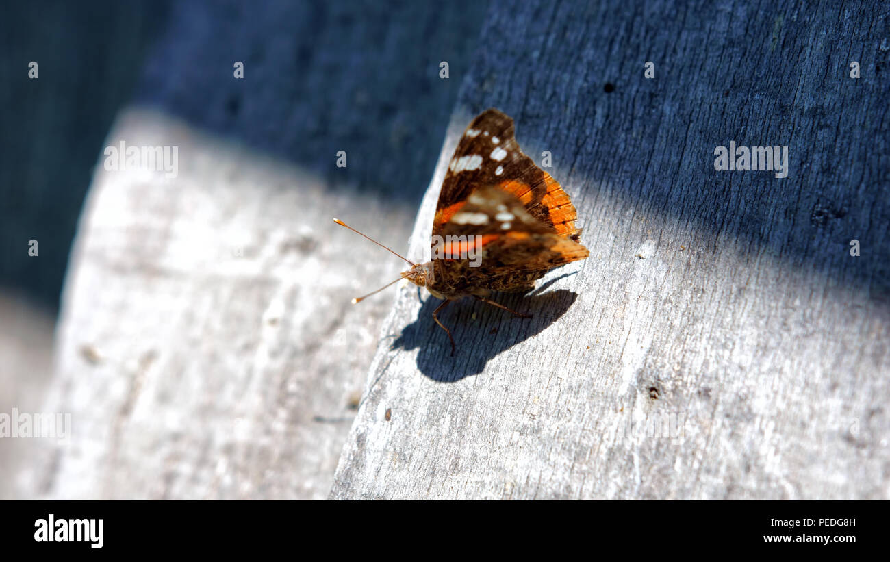 Farfalla Foto Stock
