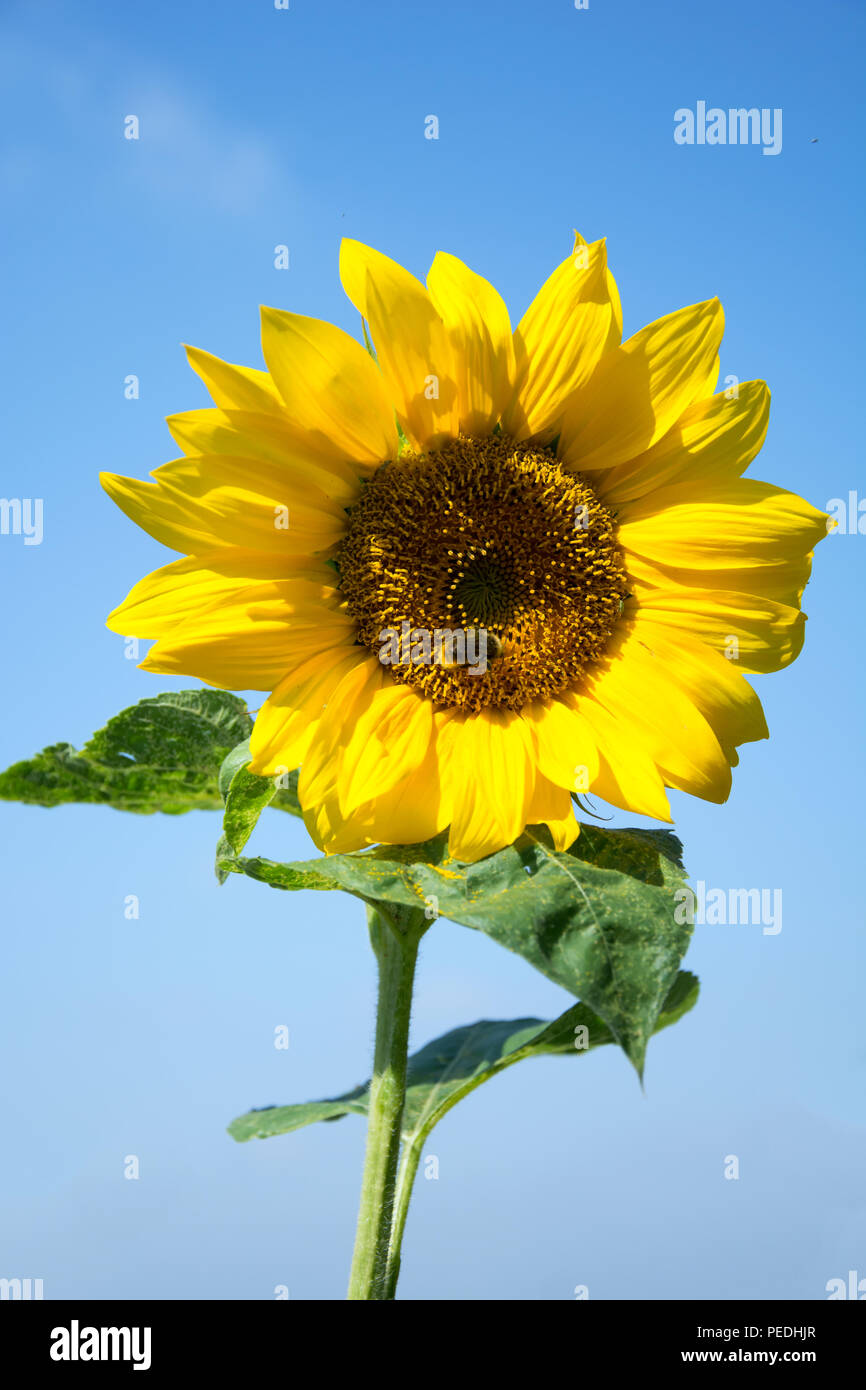 Bellissimo fiore di girasole contro il cielo blu - con un'ape per raccogliere il polline su di esso Foto Stock