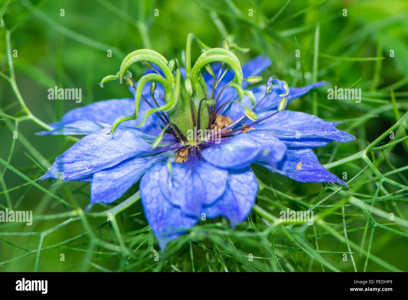 Primo piano di una blu nigella flower blossom Foto Stock