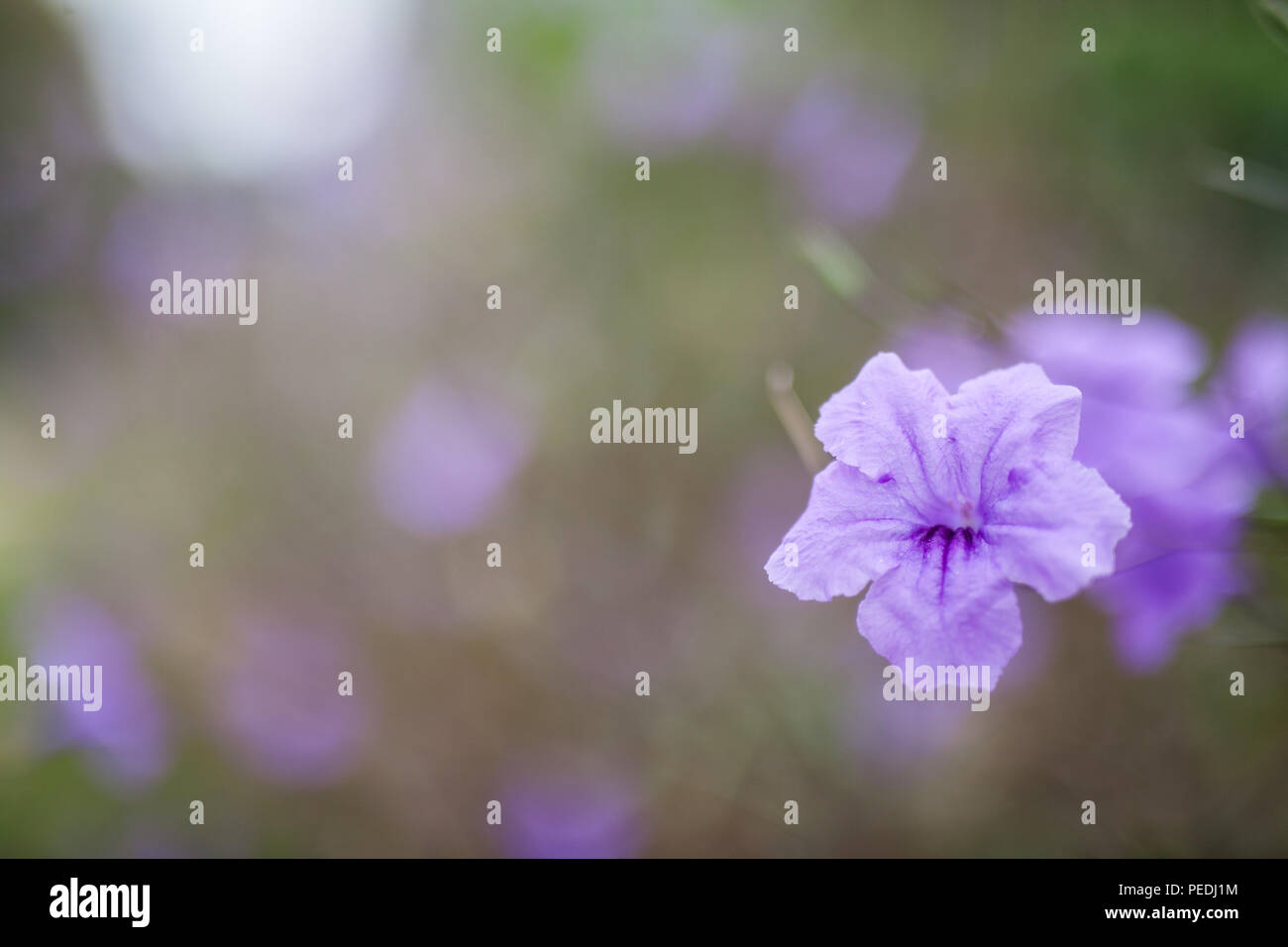 Il quattro-o'clock famiglia è in gran parte nativa per i tropici, con solo una manciata di piante nelle latitudini settentrionali. Foto Stock