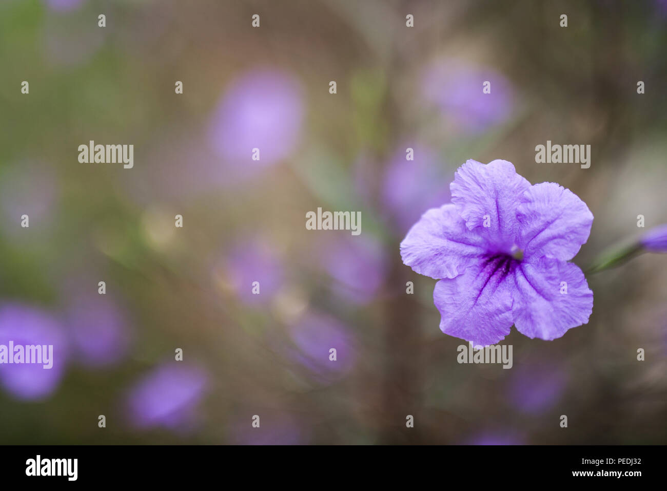 Il quattro-o'clock famiglia è in gran parte nativa per i tropici, con solo una manciata di piante nelle latitudini settentrionali. Foto Stock