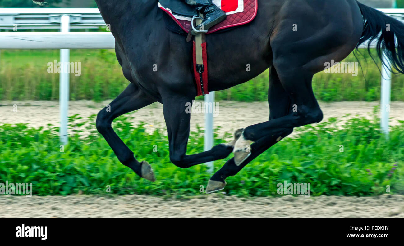 Horse Running presso la pista di sabbia. Foto Stock