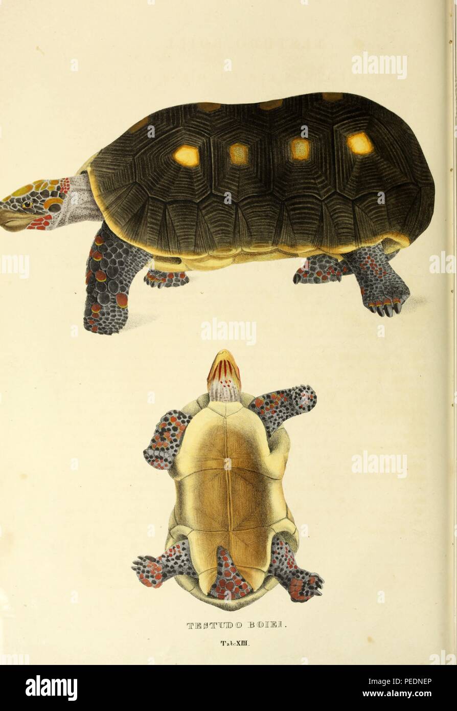Stampa a colori raffigurante entrambi dorsale e ventrale di vedute del rosso-footed tartaruga (Chelonoidis carbonarius) a medie, nord sud americana specie di tartaruga in famiglia Testudinidae, con il grigio, giallo, rosso e contrassegni neri, da Johann Wagler's 'Descriptiones et Icones Amphibiorum', 1828. La cortesia Internet Archive. () Foto Stock
