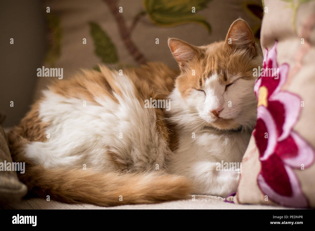 Un soffice ginger cat rannicchiato sul lettino. Foto Stock Un soffice ginger cat rannicchiato sul lettino. Foto Stock