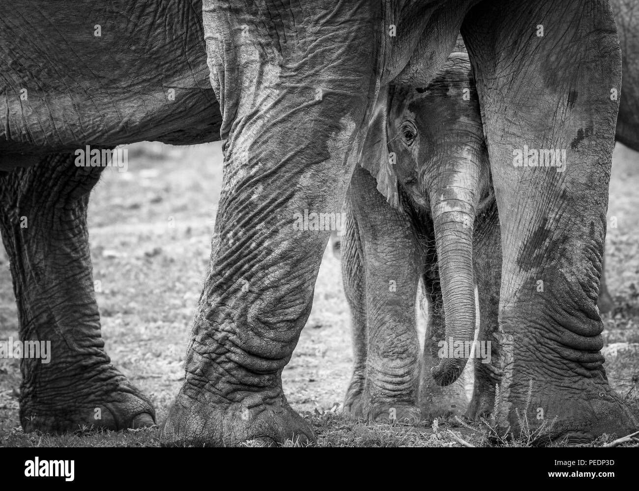 Un bambino picchi di elefante fuori da sotto la sua madre per le gambe. Foto Stock