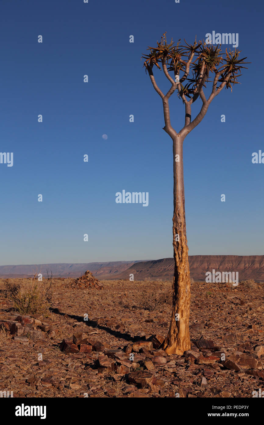Faretra albero ((Aloidendron dichotomum) sul bordo del Fish River Canyon, Namibia, con l'impostazione luna in background. Foto Stock