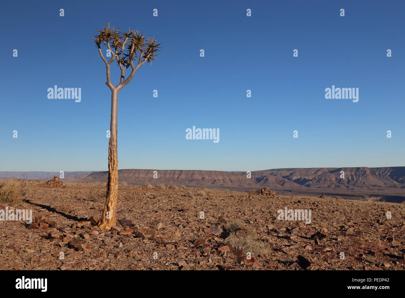 Faretra albero ((Aloidendron dichotomum) sul bordo del Fish River Canyon, Namibia, con l'impostazione luna in background. Foto Stock