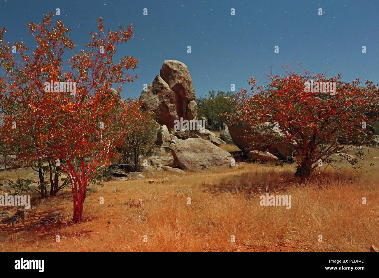 Al chiaro di luna affioramento di granito sorge tra alberi di mopani, Hoada campeggio, Damaraland, Namibia. Il fogliame rosso creato mediante un LED rosso e torcia lunga esposizione. Foto Stock