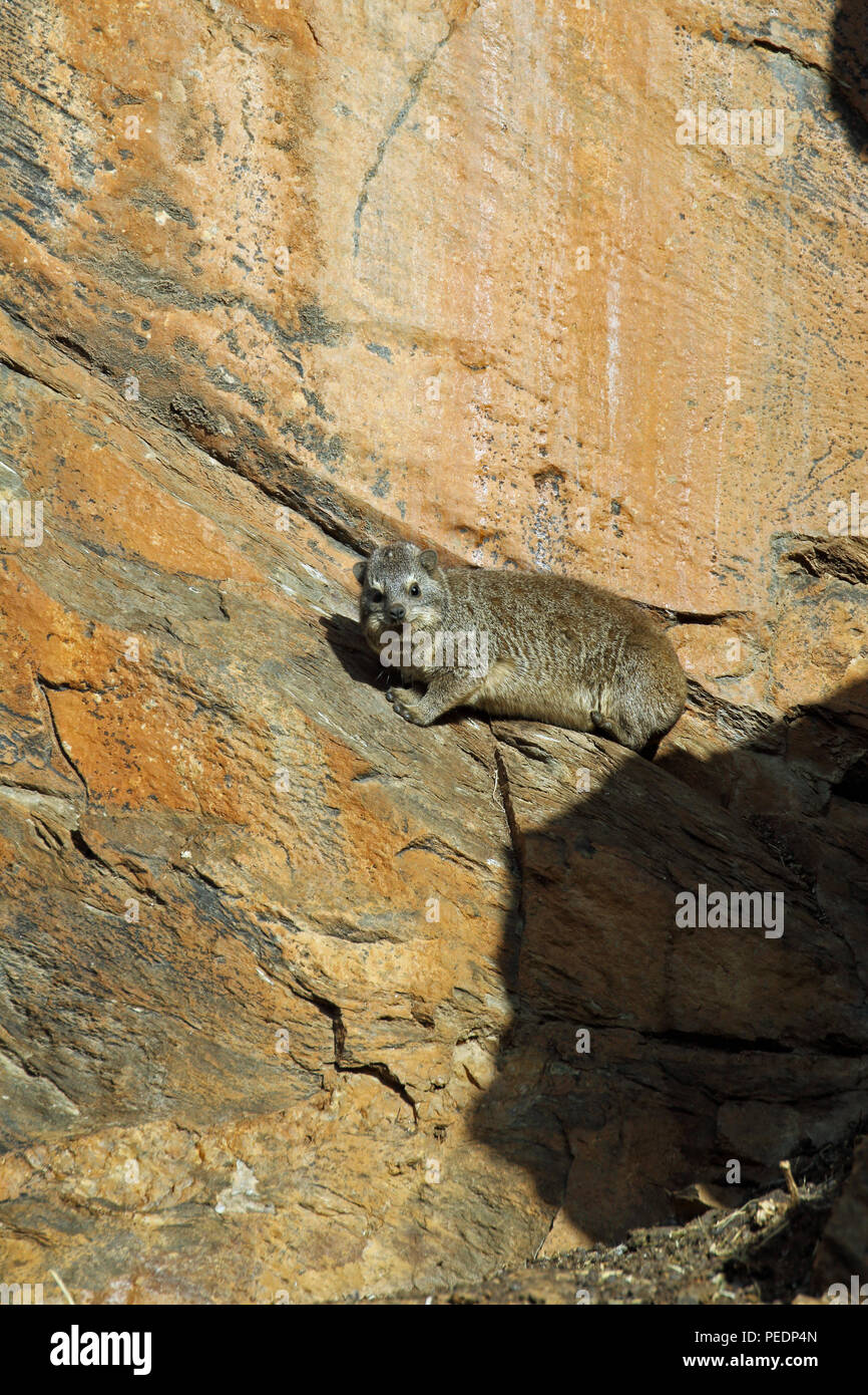 Rock hyrax (Procavia capensis) a Daan Viljoen Game Park, Namibia. Foto Stock