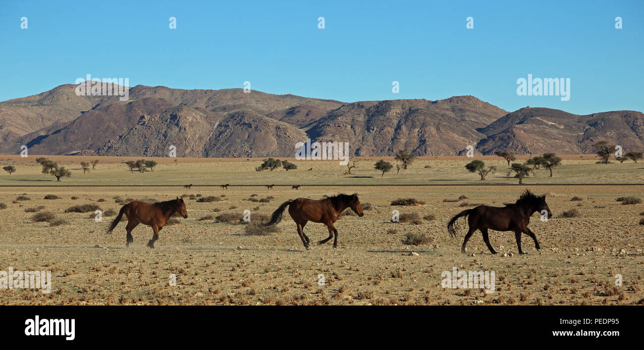 Un numero di selvatici deserto Garub cavalli al galoppo attraverso il deserto del Namib in Namibia. Foto Stock