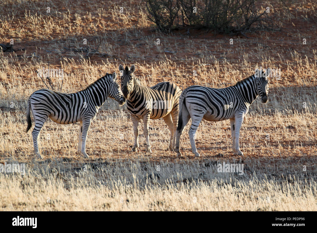 Tre la Burchell zebre (Equus quagga burchellii) nel deserto del Kalahari, Namibia. Foto Stock