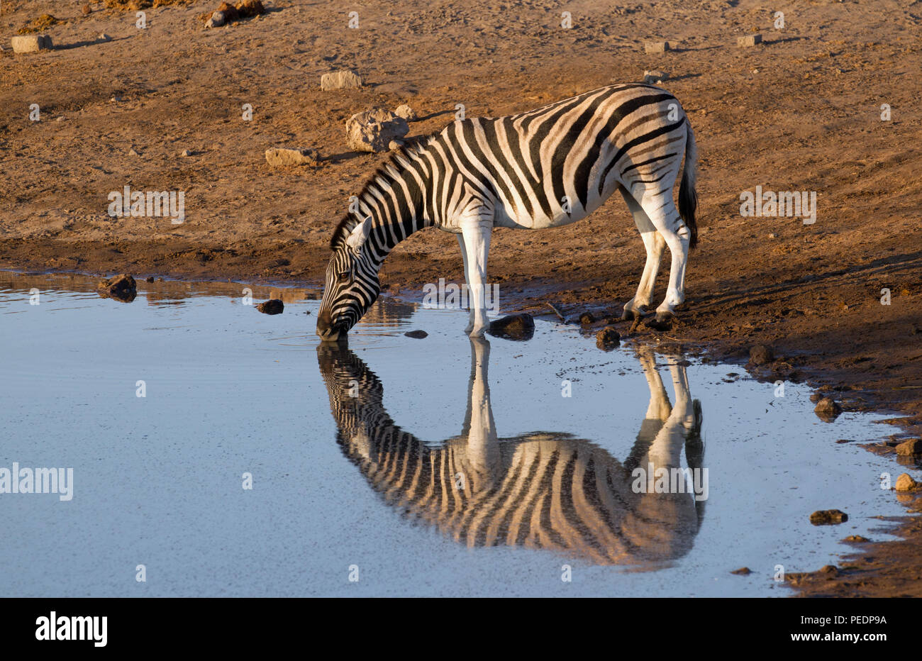 Un Burchell's zebra (Equus quagga burchellii) è riflessa nelle acque ancora come drink da un fiume nel Parco Nazionale Etosha, Namibia. Foto Stock