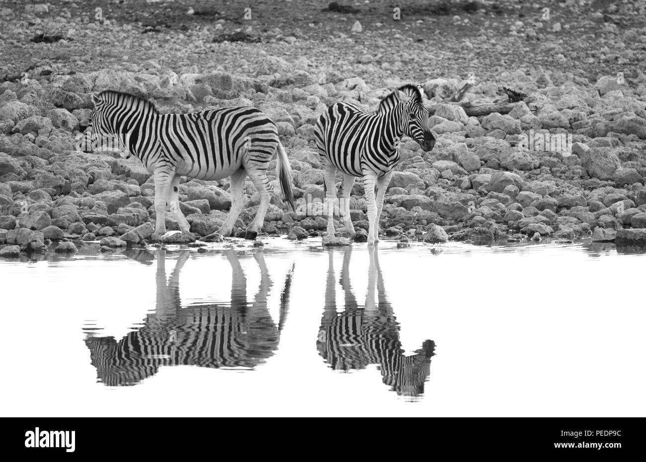 Una coppia di Burchell's zebre (Equus quagga burchellii) vengono riflesse nelle acque di un fiume in Etosha National Park, Namibia. Foto Stock