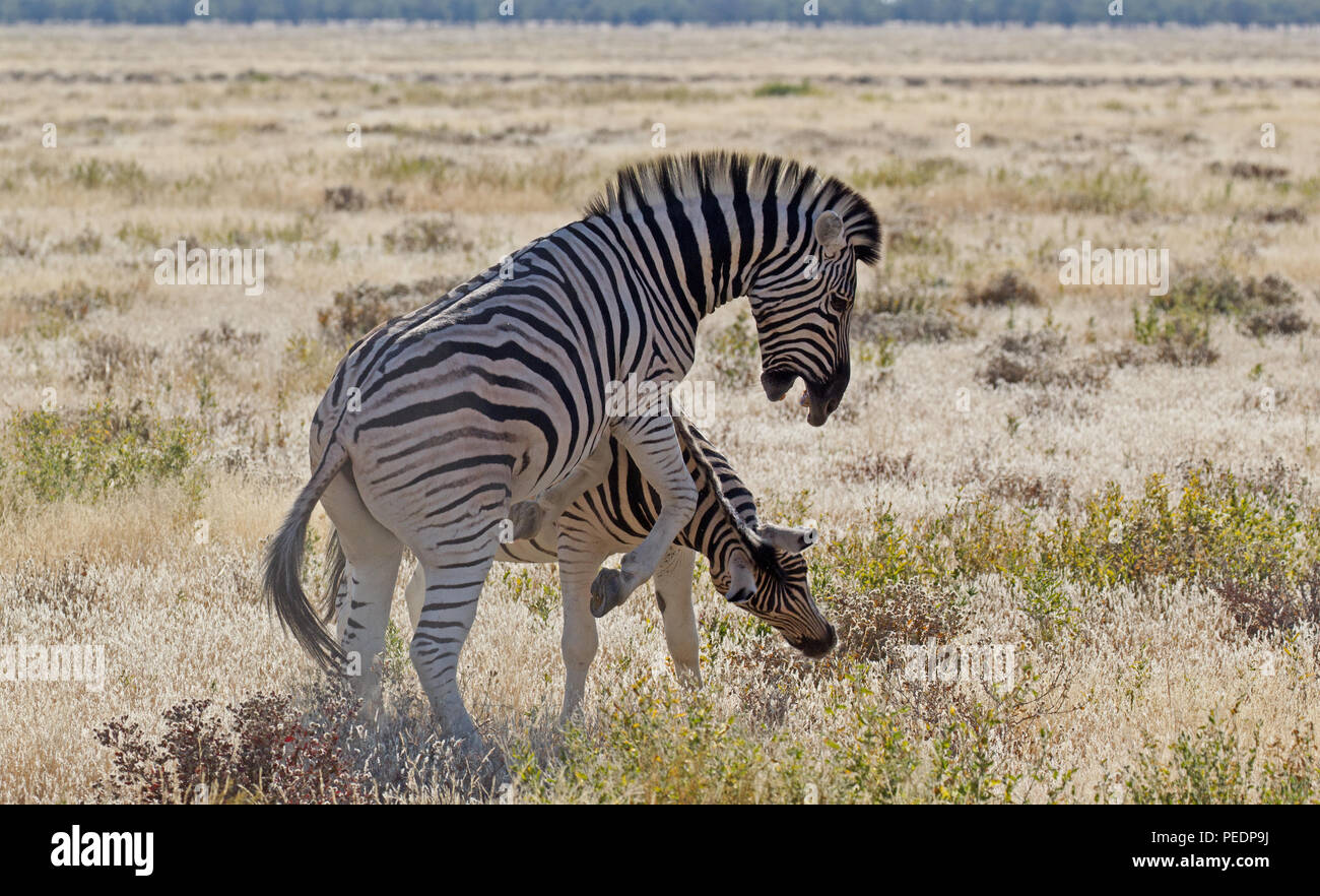 Due zebre combattimenti nel Parco Nazionale di Etosha, Namibia. Foto Stock