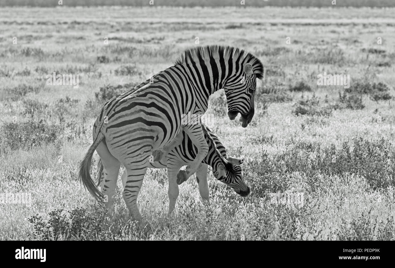 Due zebre combattimenti nel Parco Nazionale di Etosha, Namibia. Foto Stock