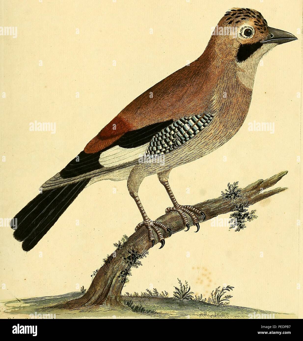 Stampa a colori di un Eurasian jay (Garrulus glandarius) con nero, bianco, blu e il piumaggio bruno e un breve becco nero pubblicato in "una storia naturale di uccelli: illustrato con un centinaio e una delle piastre di rame, curiosamente engraven dalla vita", 1734. La cortesia Internet Archive. () Foto Stock