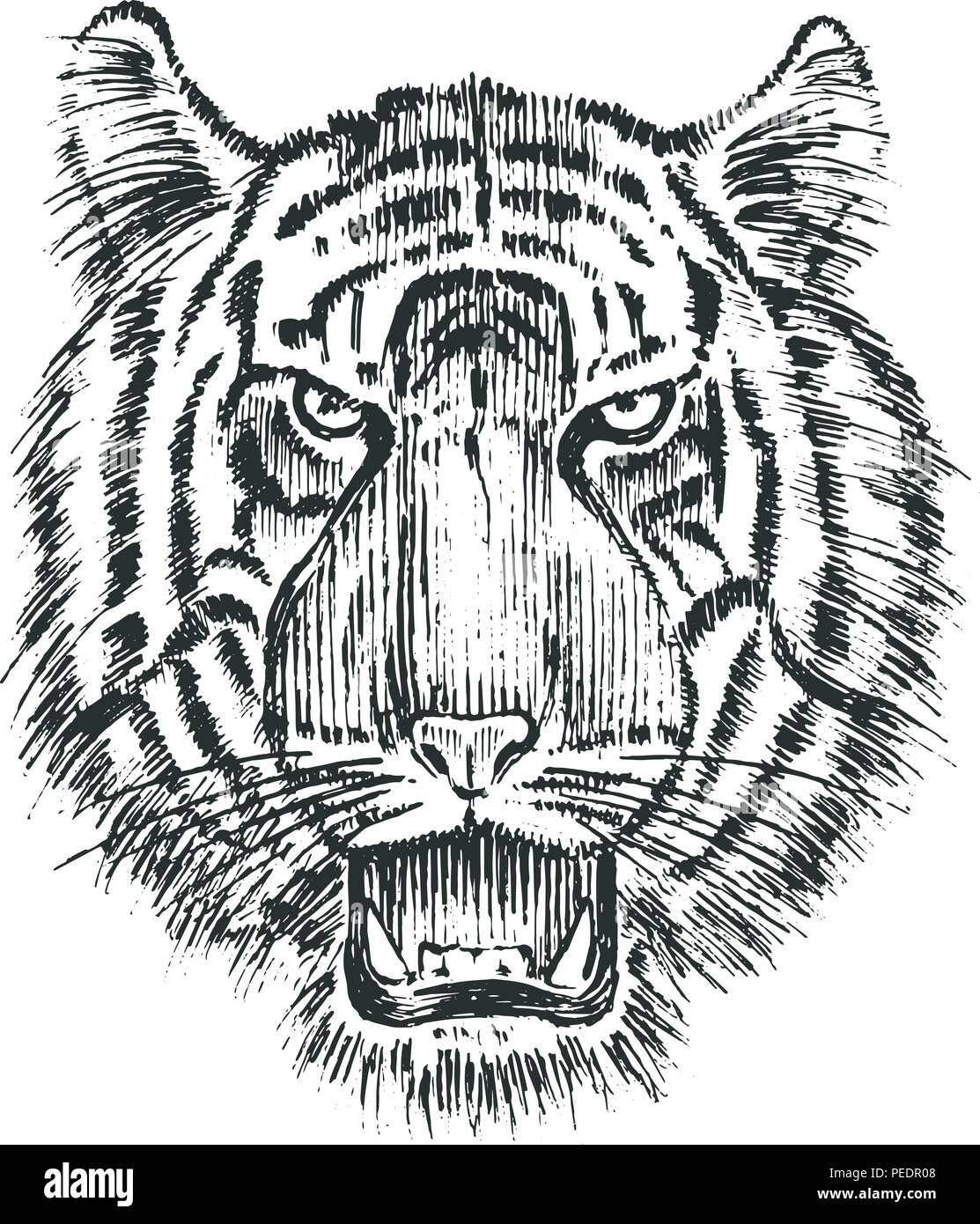 Selvaggio giapponese Tiger. Animali Asiatici cat. profilo di testa o faccia. Tatuaggio d'arte. Incisi disegnati a mano nel vecchio schizzo vintage. Vettore illustrazione surreale, badge, stampa per t-shirt. Illustrazione Vettoriale