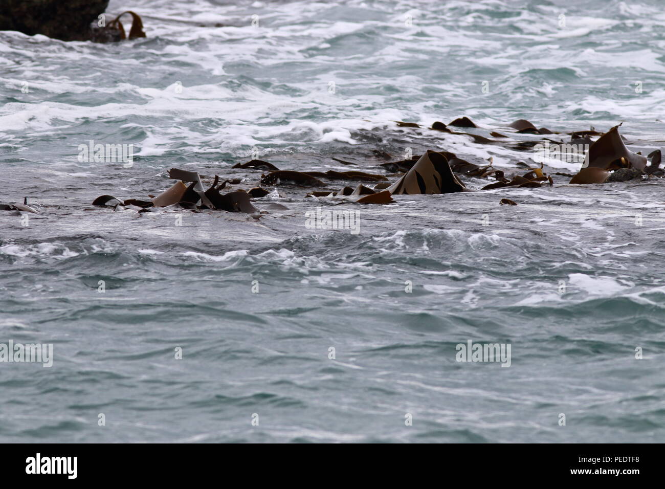 Mare Kelp, gonfiore intorno nell'acqua di rottura con il vento ruotando il kelp lascia la loro esposizione all'aria Foto Stock