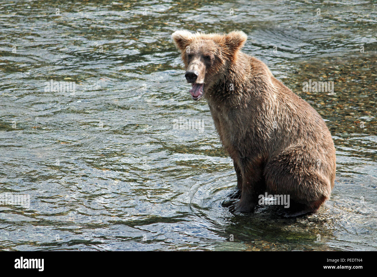 Un orso sbadigli presso Brooks Falls in Katmai National Park, Alaska Foto Stock