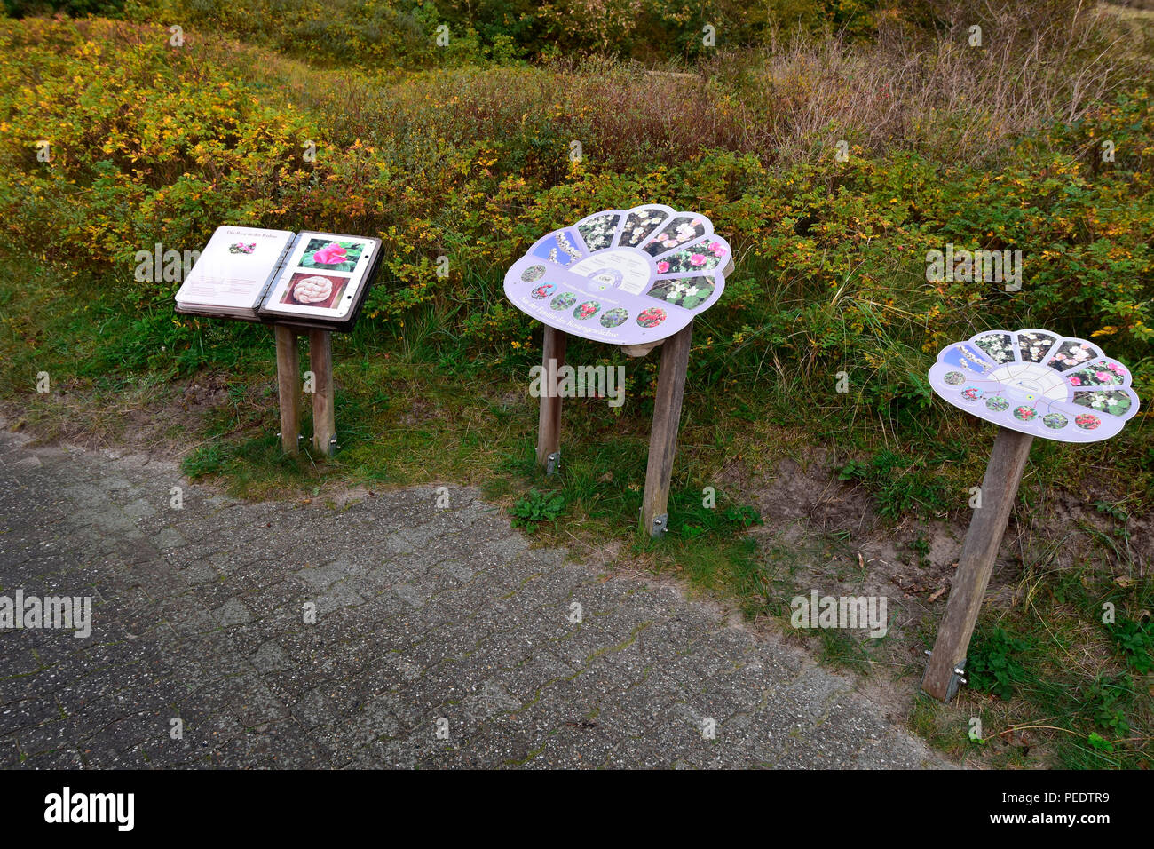 Otto Leege percorso didattico, giardino di rose, Juist, nel Parco Nazionale del Mare di Wadden, Bassa Sassonia, Est isola frisone, Germania Foto Stock