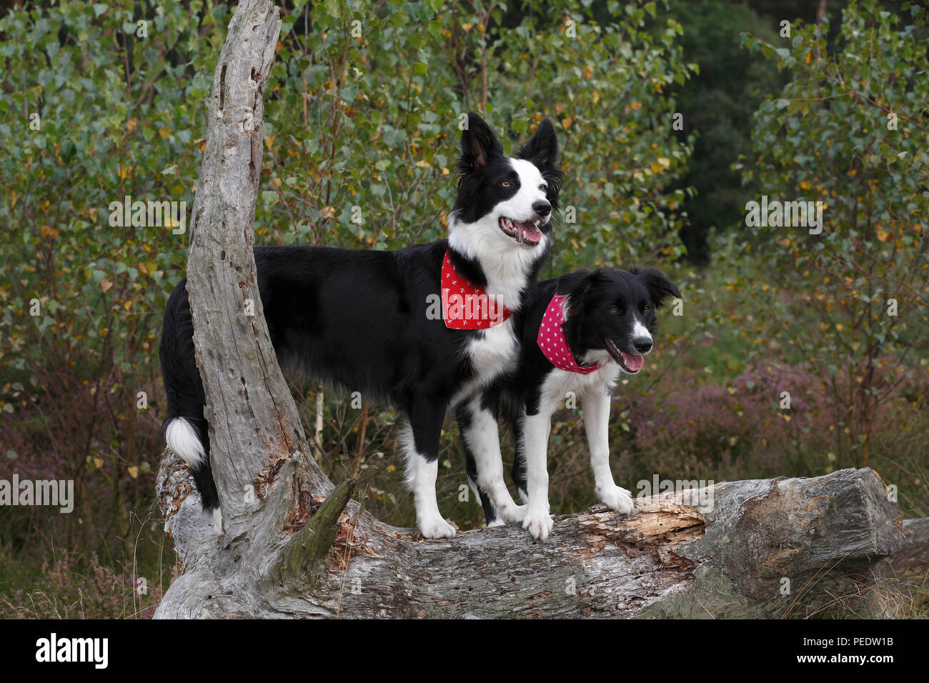 Border Collies, Schleswig-Holstein, Germania Foto Stock