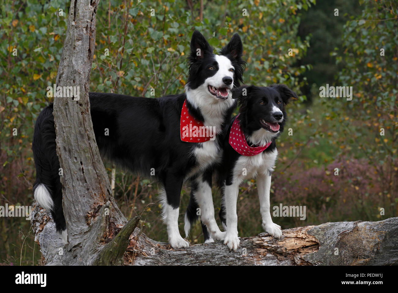 Border Collies, Schleswig-Holstein, Germania Foto Stock